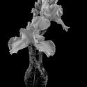 White Iris