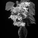 White Dogwood