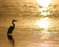 Estuary III