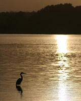 Estuary IV