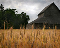 Harvest Time I
