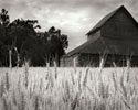 Harvest Time II