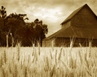 Harvest Time III