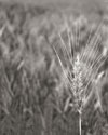 Turning Grain III