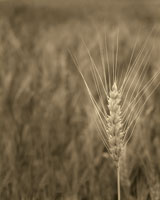 Turning Grain IV