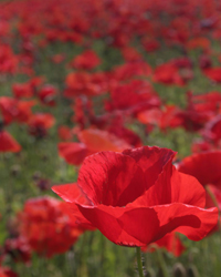 Poppy Field I