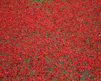 Poppy Field II