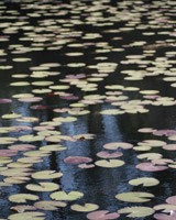 Lily Pond I