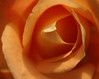 Single Rose I