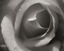 Single Rose II