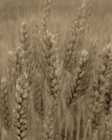 Turning Grain V