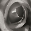 Single Rose Square