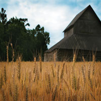 Harvest Time IV