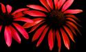 Red Echinacea