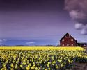 Barn in Daffodils
