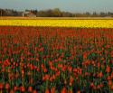 Tulips in Mt. Vernon