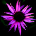 Pink Cone Flower