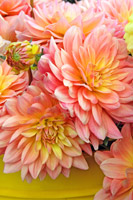 Spring Garden I