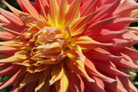 Warm Sun I