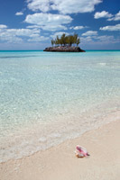 Gaulding Cay Conch