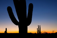 Clear Saguaro Sunset I