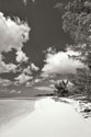 Deep Creek Tree BW