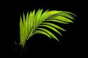 Fern on Black