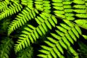 Fern Patterns