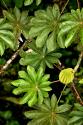 Cloud Forest Foliage I