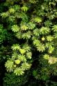 Cloud Forest Foliage II