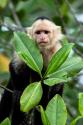 Capuchin Monkey I