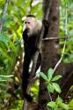 Capuchin Monkey II