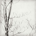 Winter Trees III