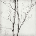 Winter Trees IV