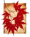 Maple Leaves I