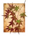 Maple Leaves II