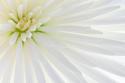 White Chrysanthemum I