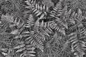 Bracken Ferns & Horsetail