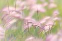 Grass Seedheads I