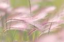 Grass Seedheads II