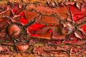 Peeling Paint