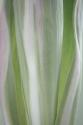 Pale Green Beginning II