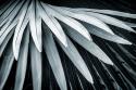 Fan Palm I
