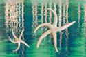 Starfish on Water I