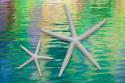 Starfish on Water II