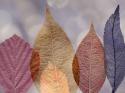 Leaf Patterns I