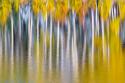 Reflections of Fall II