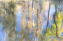 Tree Reflections I
