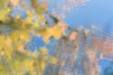 Tree Reflections II