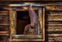 Cabin Window